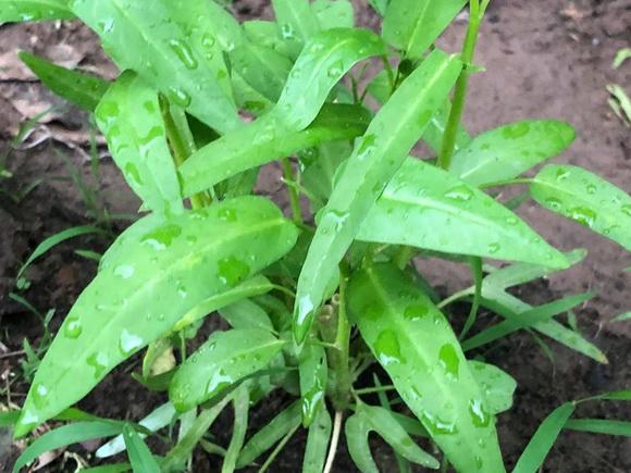 ngam vuon rau xanh muot ai nhin cung me cua vo chong nghe si hong van - le tuan anh - 5