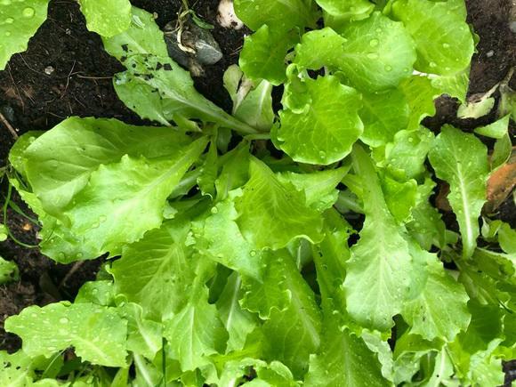 ngam vuon rau xanh muot ai nhin cung me cua vo chong nghe si hong van - le tuan anh - 6