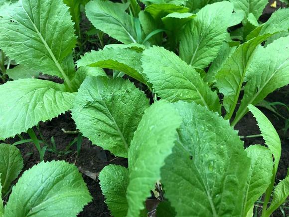 ngam vuon rau xanh muot ai nhin cung me cua vo chong nghe si hong van - le tuan anh - 7