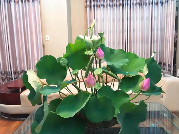 nha sang bung nho muon cach cam hoa sen tuyet dep cua ba me hai phong - 7