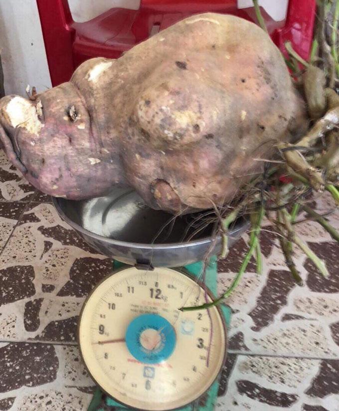 no nuc keo nhau xem cu khoai lang “khung” nang gan 1 yen o vinh long - 2