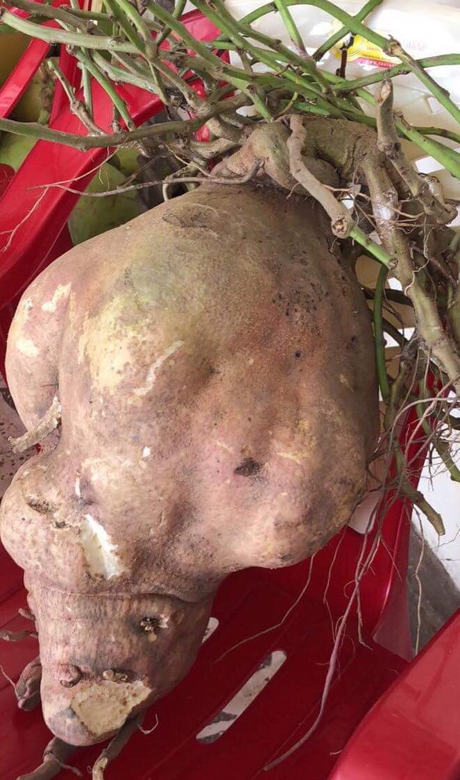 no nuc keo nhau xem cu khoai lang “khung” nang gan 1 yen o vinh long - 1