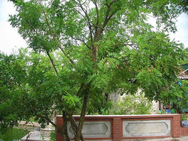 trong ngay 10 loai cay phong thuy truoc nha nay, gia chu se may man, phat tai ca nam - 6