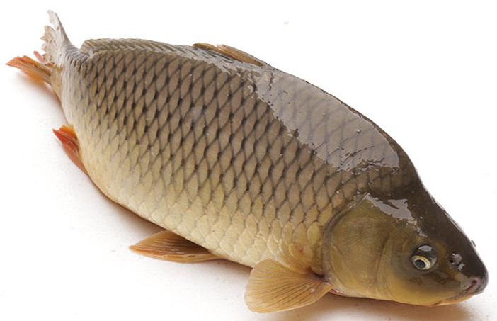 cach nau chao ca chep cho ba bau thom ngon, bo duong - 1